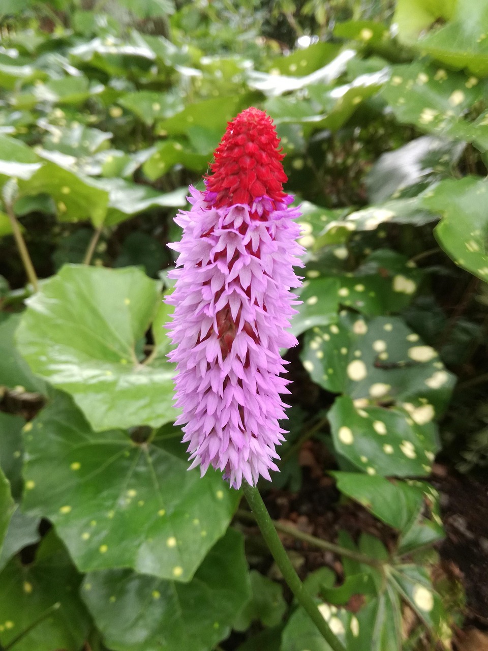 古都西安最新動(dòng)態(tài),古都煥發(fā)新活力,持續(xù)迎來(lái)新進(jìn)展