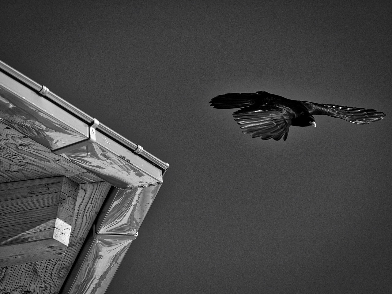 動漫圖片的黑白世界探索