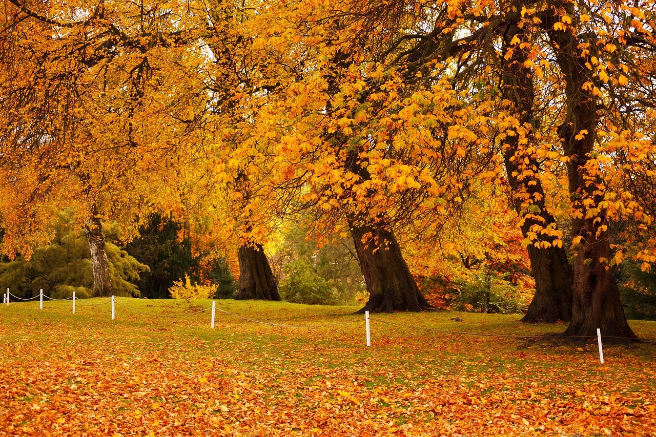 櫻花動(dòng)漫,綻放的藝術(shù)之美