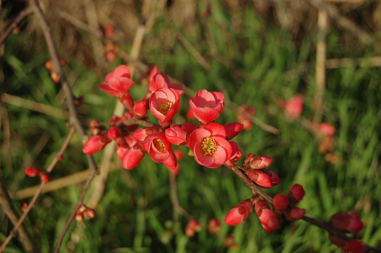 阜陽天章和園最新資訊概覽,最新動態(tài)與資訊全解析