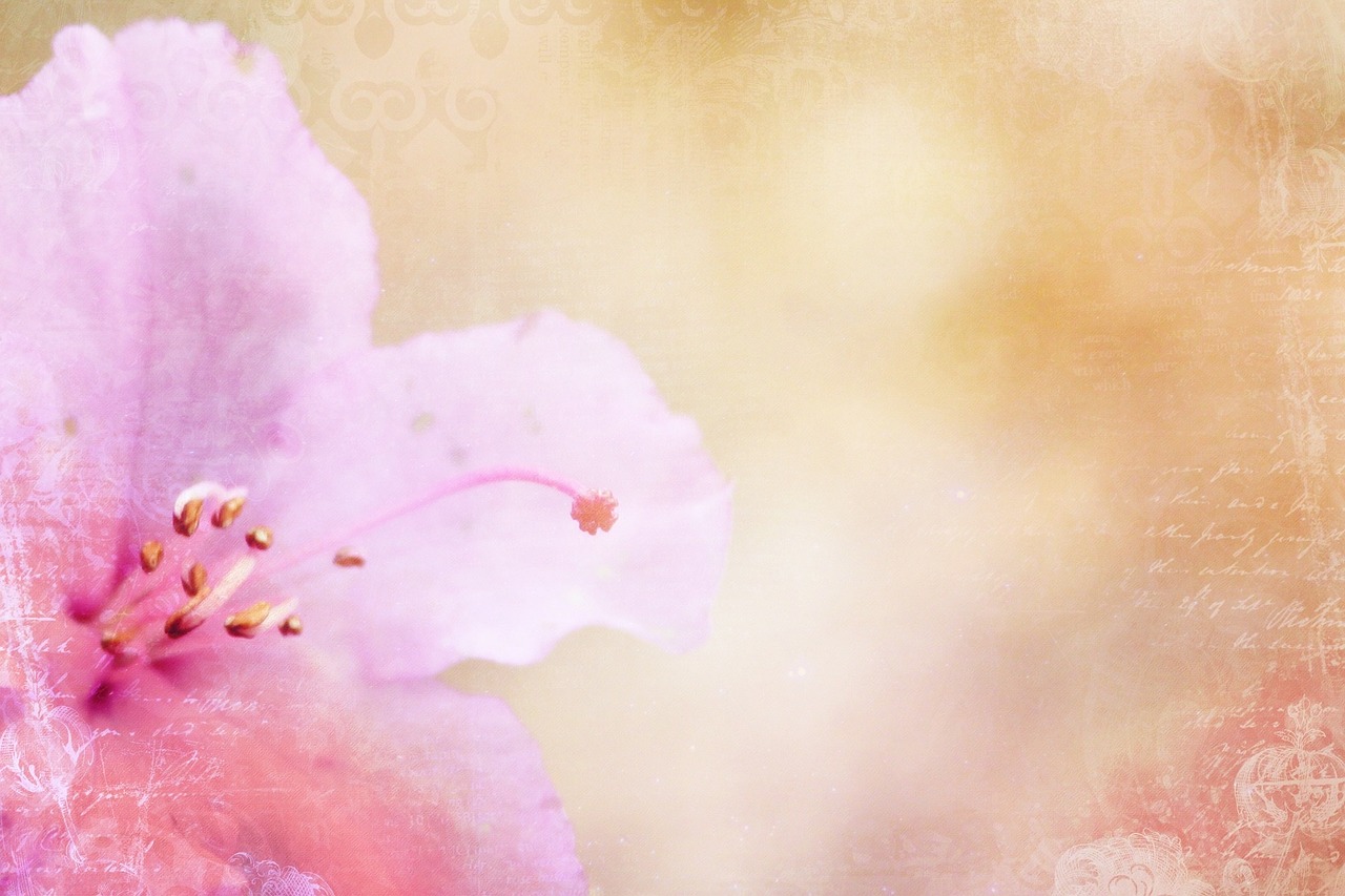 小花新版，新生魅力的獨(dú)特綻放