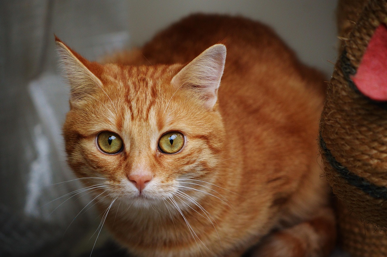 全球疫情最新動(dòng)態(tài)，挑戰(zhàn)與應(yīng)對策略的全方位視角