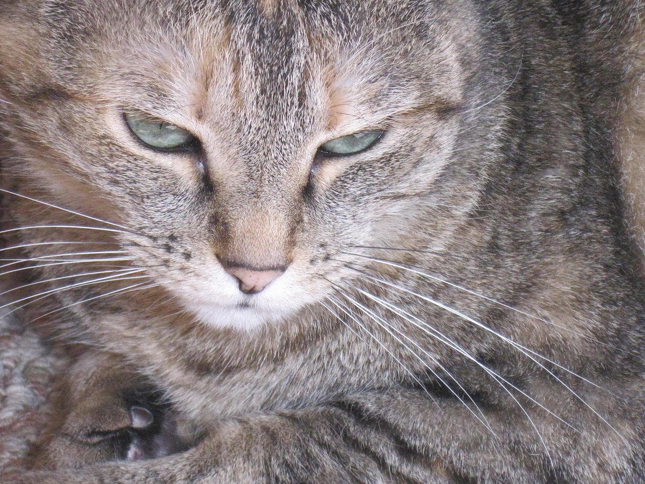 貓咪戰(zhàn)車全新版本，革新與樂趣的極致融合