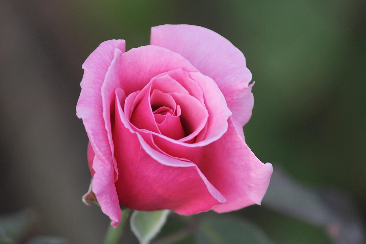 最新桃花運(yùn)勢(shì)揭秘，探尋你的愛(ài)情走向