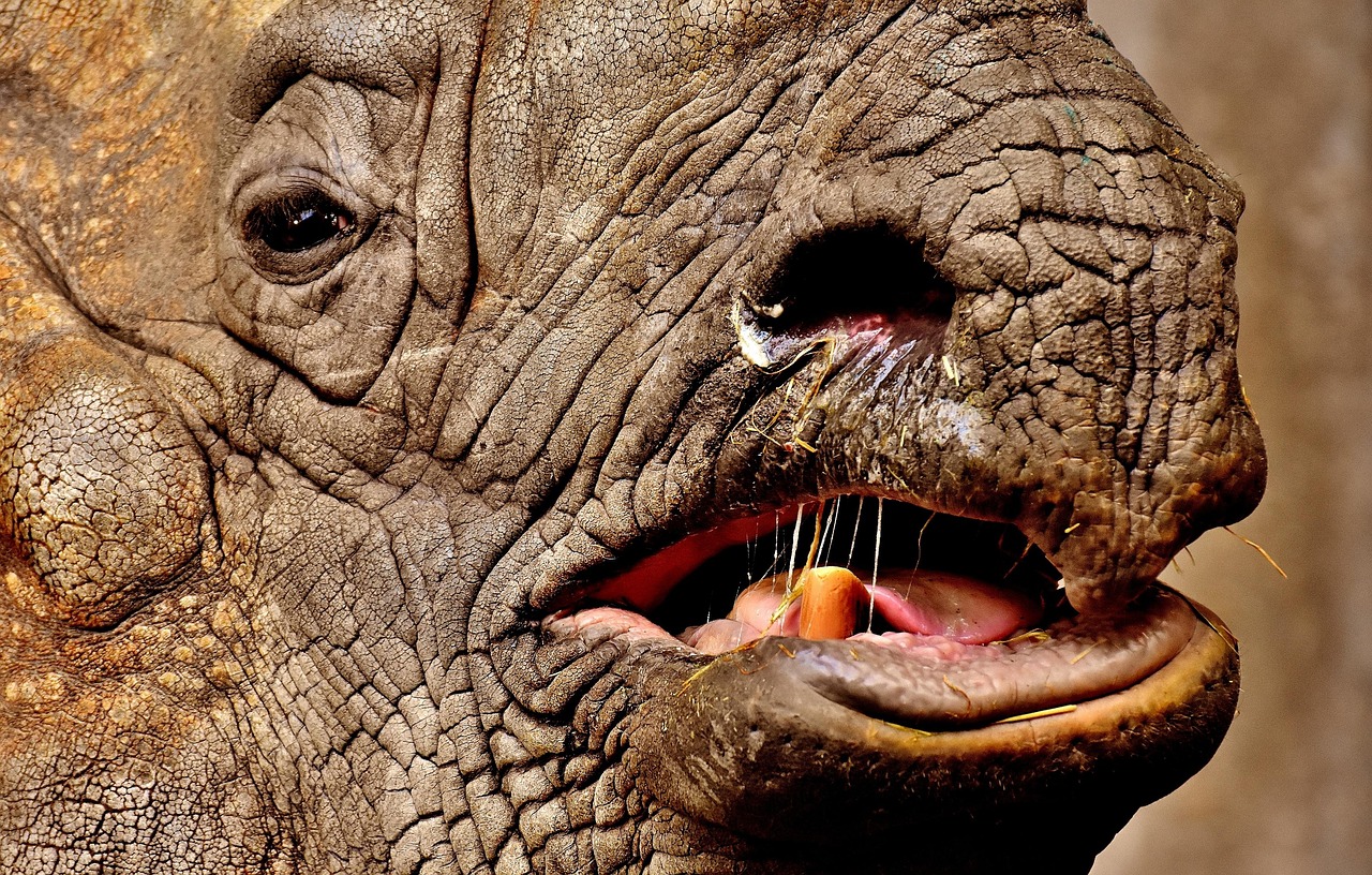 瘋狂動物園最新版破解版下載攻略，游戲體驗與分享