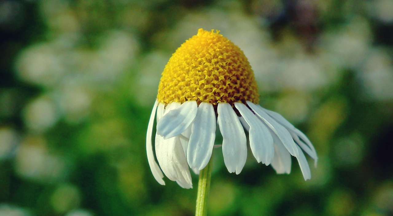 金魚動漫,虛擬世界與現(xiàn)實生活的魅力之旅探索