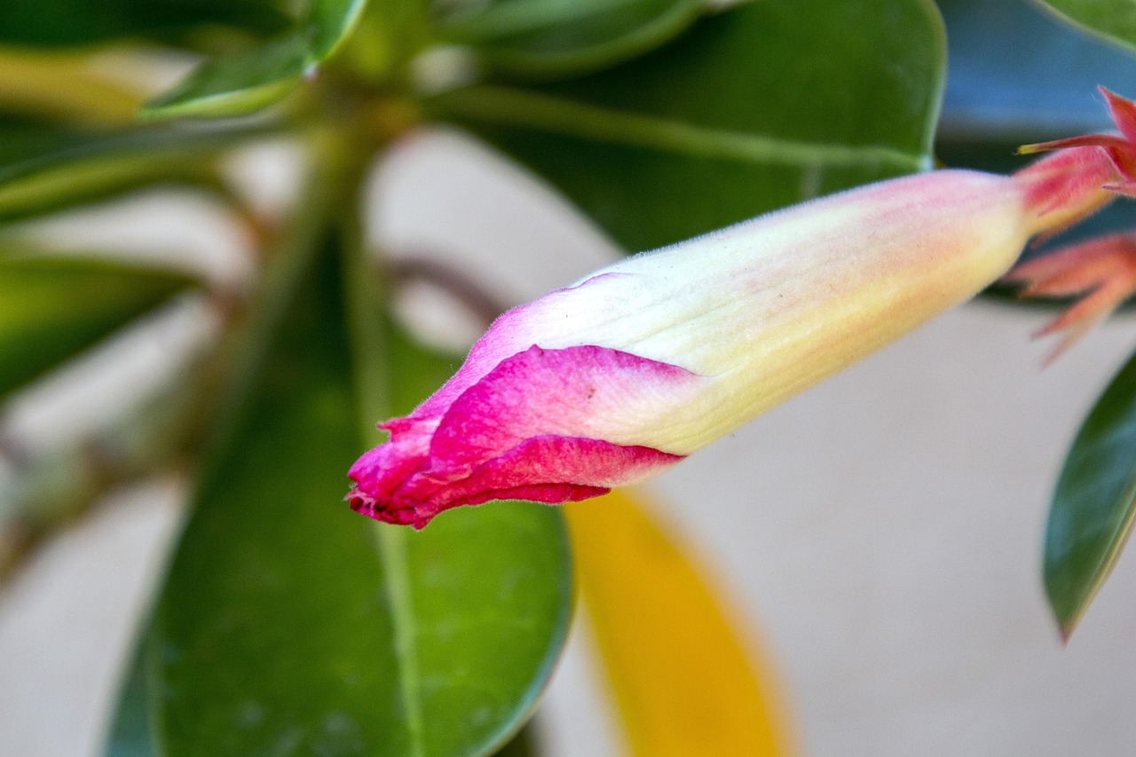 紫色動漫頭像,個性魅力的獨特象征探索