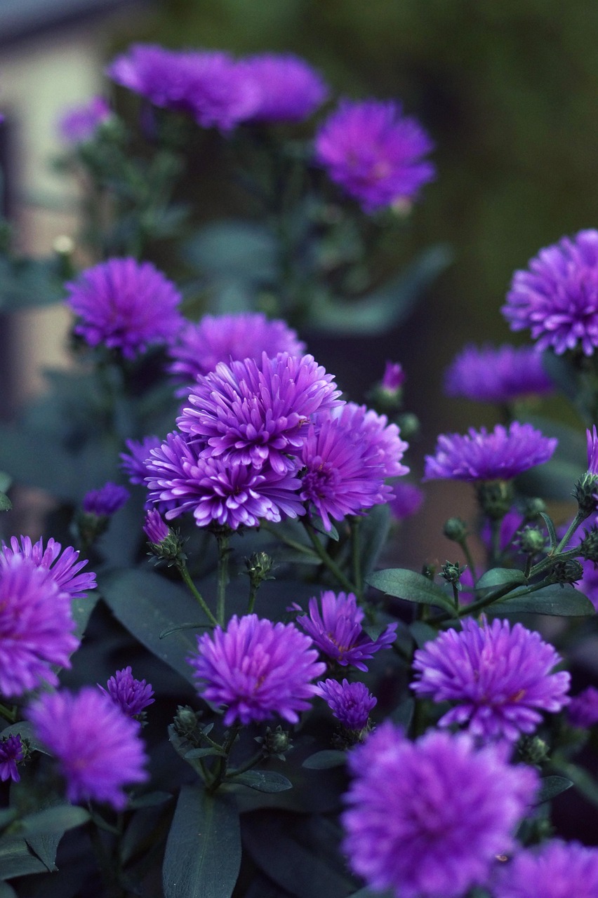 紫色動漫頭像,個性魅力的獨特象征探索
