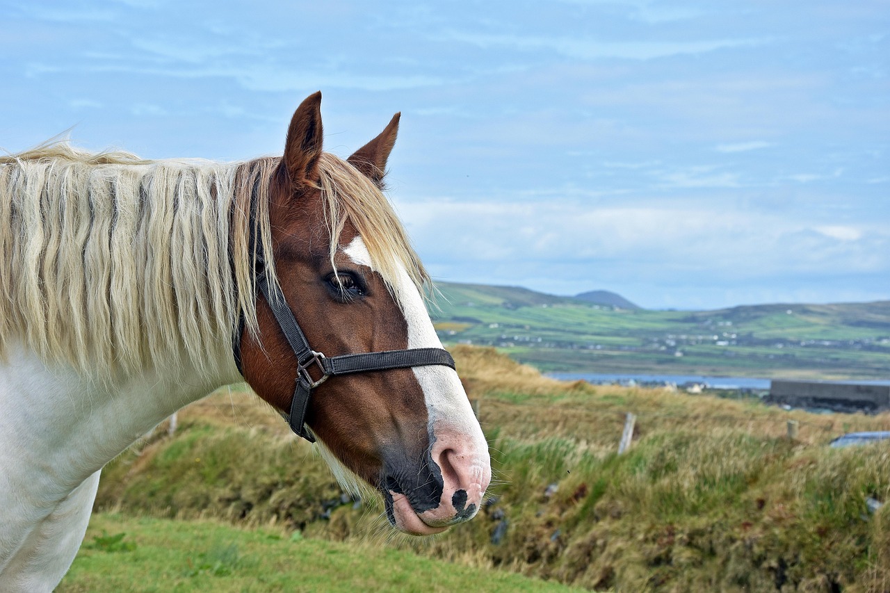 草二村新面貌揭秘，最新動(dòng)態(tài)展現(xiàn)鄉(xiāng)村發(fā)展新序幕