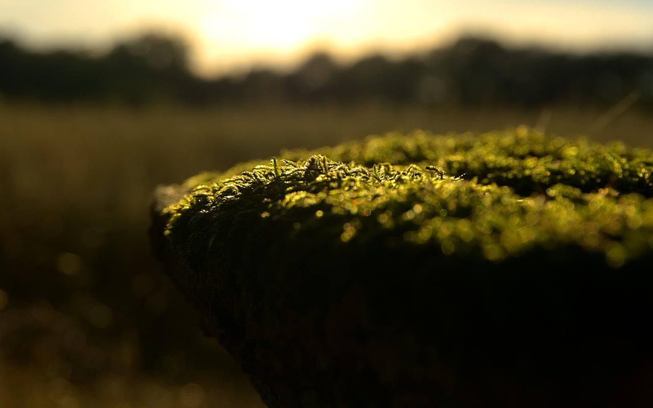 錦繡田園五朵金花的最新章節(jié)更新情況