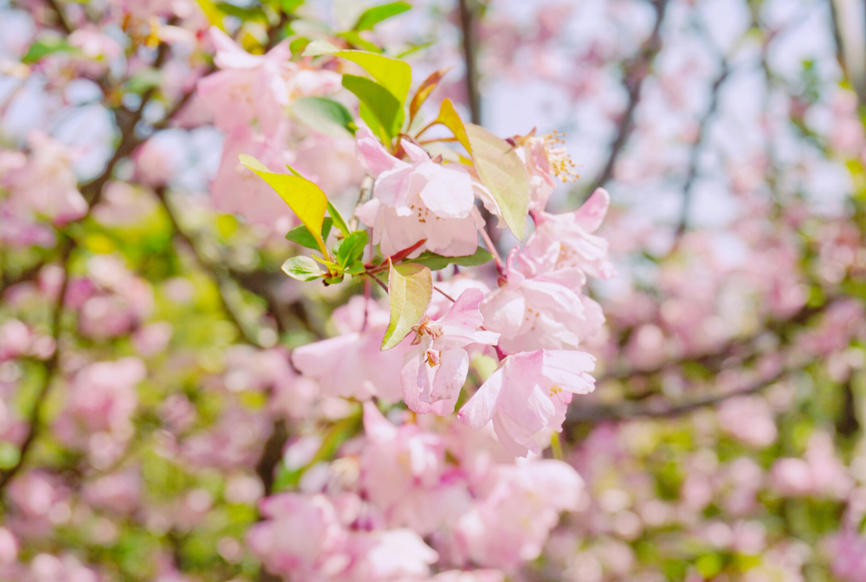 閃耀之星,大明星孫小琳的璀璨之旅