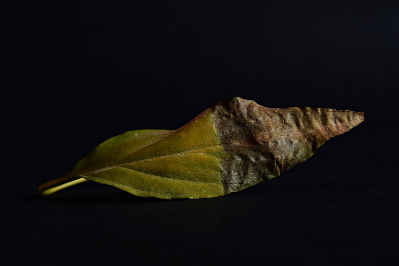 葉淼與葉水墨,探索藝術(shù)與生活的無限可能最新動(dòng)態(tài)