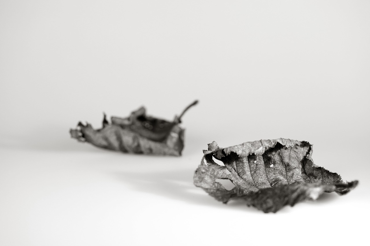 岷縣陳紅最新動態(tài),藝術之光的綻放