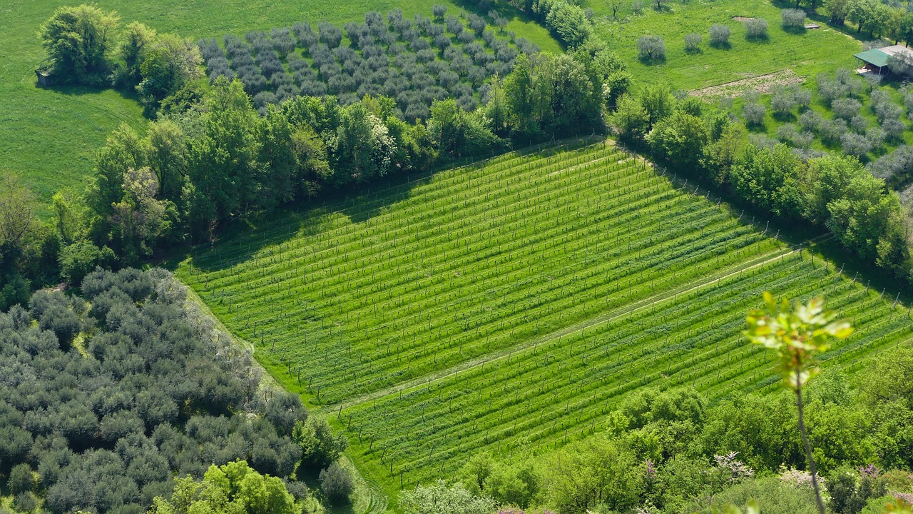 林芝最新資訊,自然美景與經(jīng)濟(jì)文化蓬勃發(fā)展同步更新