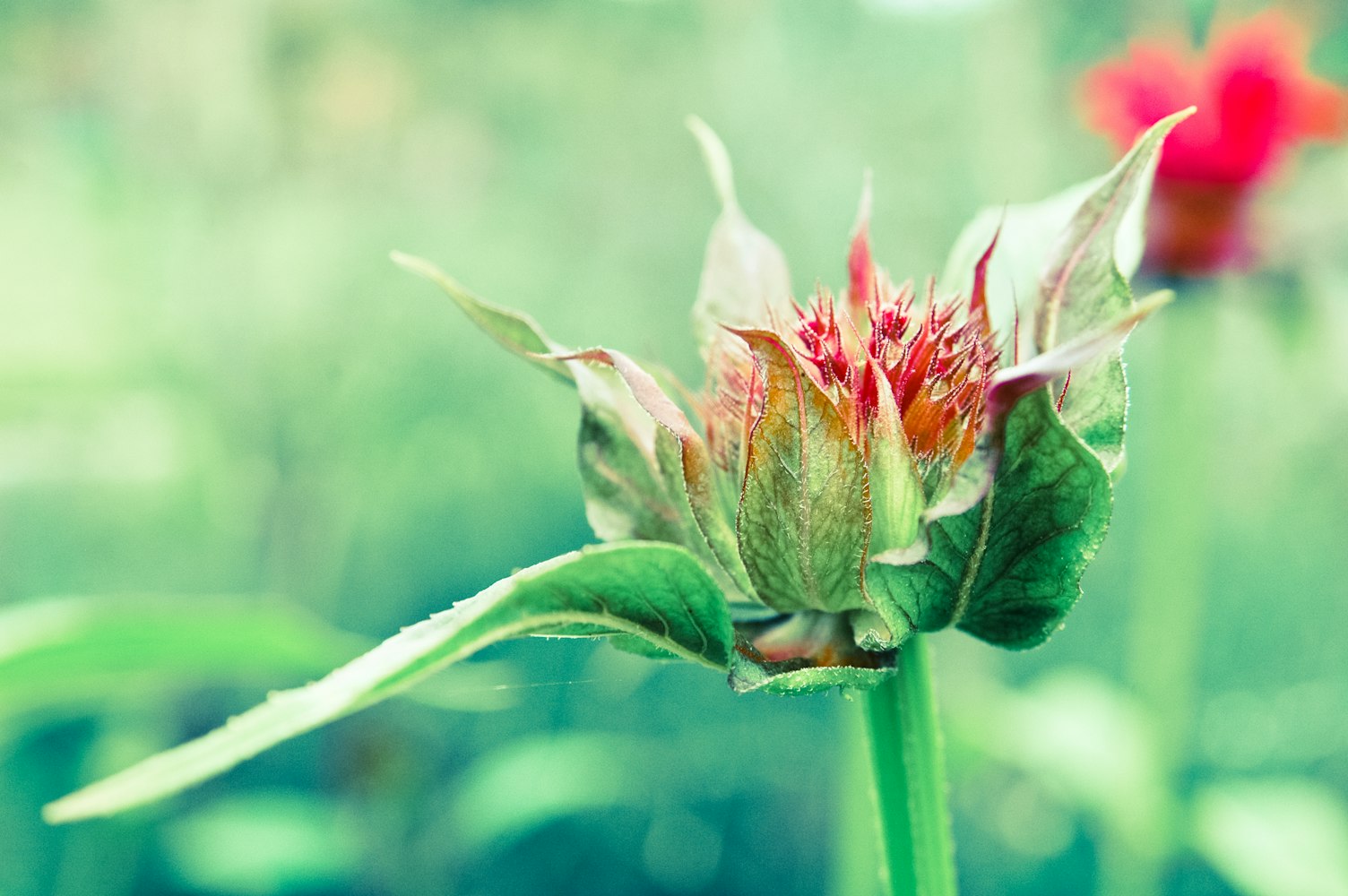 植動漫,綠色創(chuàng)意與熒屏融合之旅