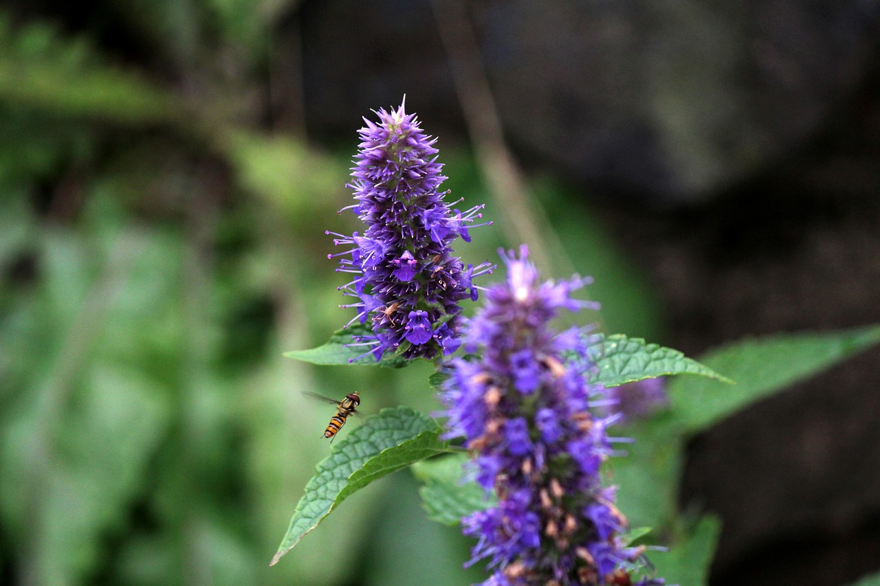 臺灣資訊速遞，探索寶島最新動態(tài)與發(fā)展趨勢