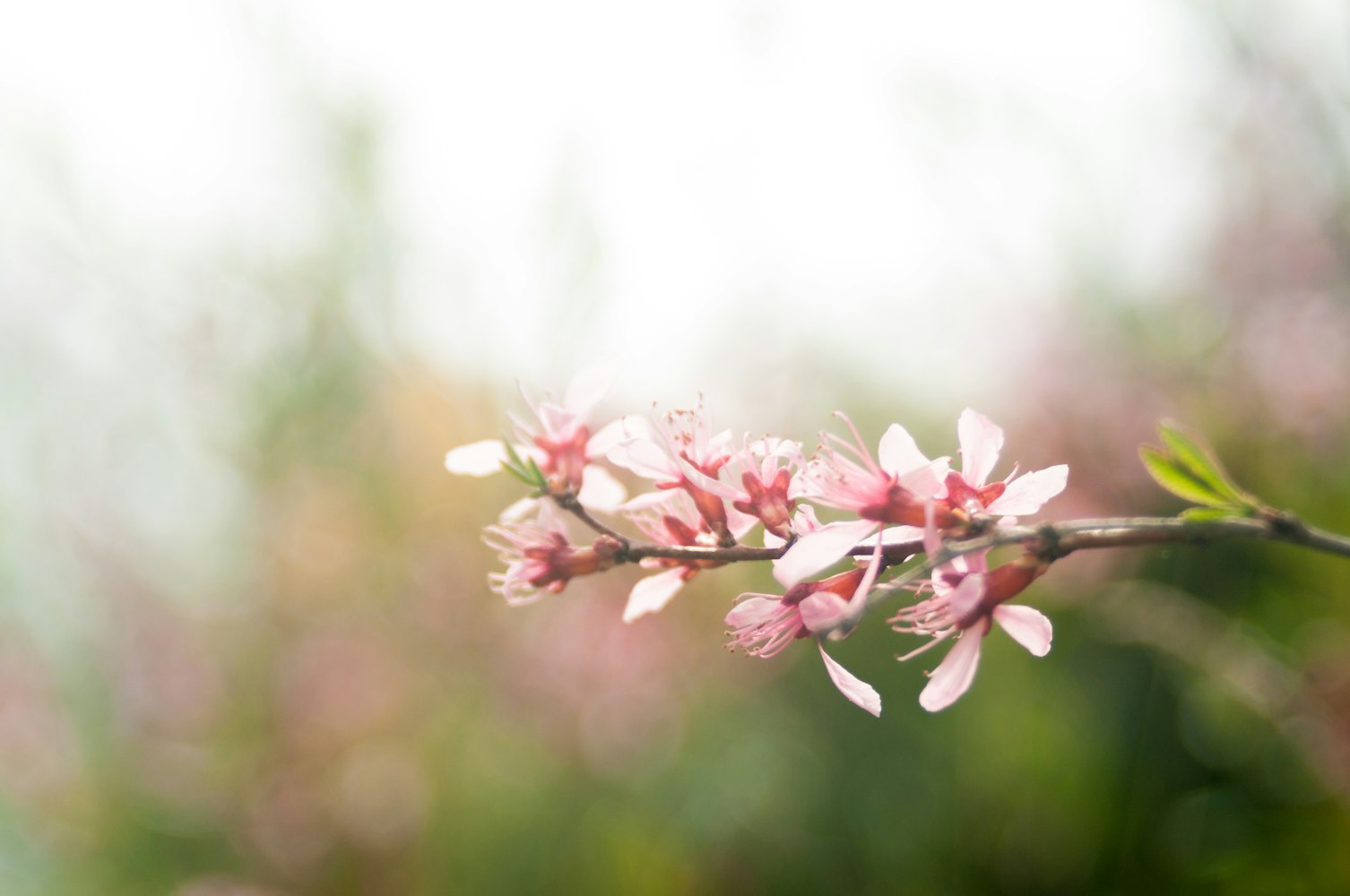 最新早上好祝福圖片大全，開啟溫馨一天的問候之旅