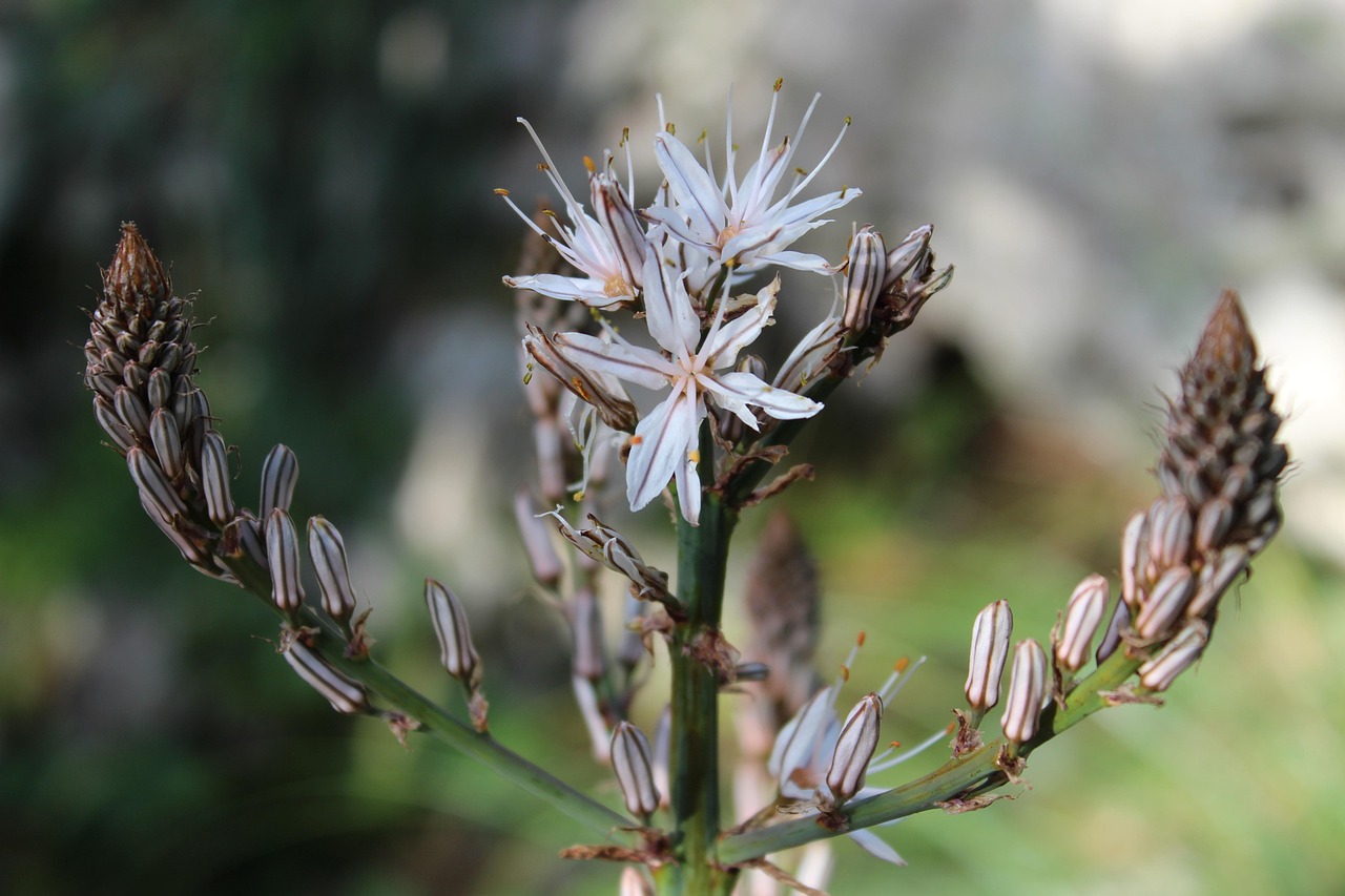印度越境最新動態(tài),挑戰(zhàn)與應(yīng)對策略