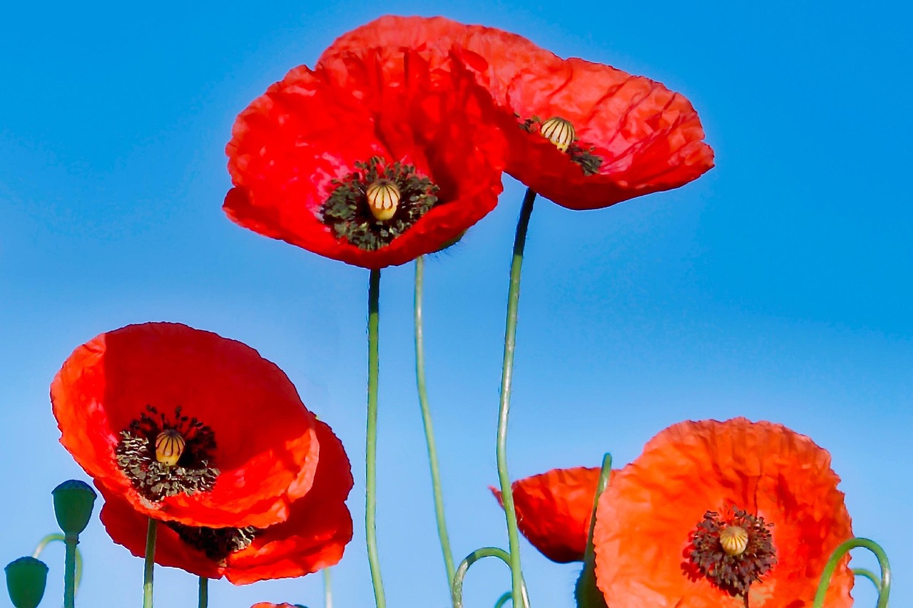 劉軍洛微博最新動態(tài)聚焦時代熱點,傳遞正能量之聲