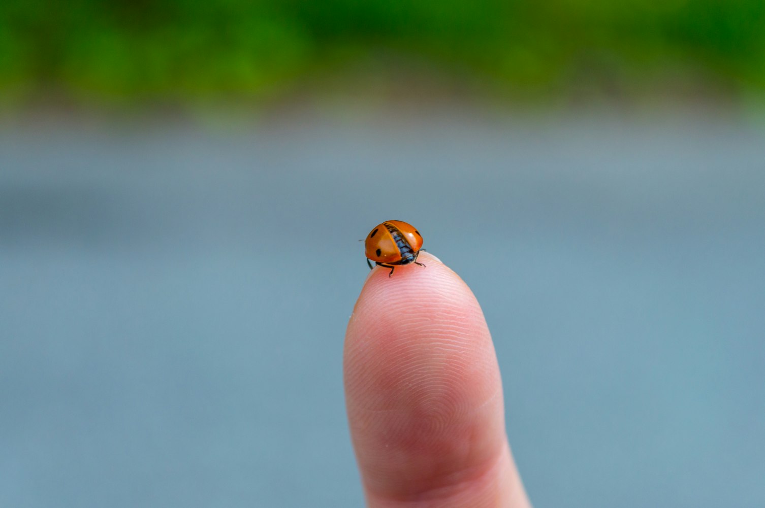 伊拉克最新招聘信息概覽,最新職位與招聘動(dòng)態(tài)解析