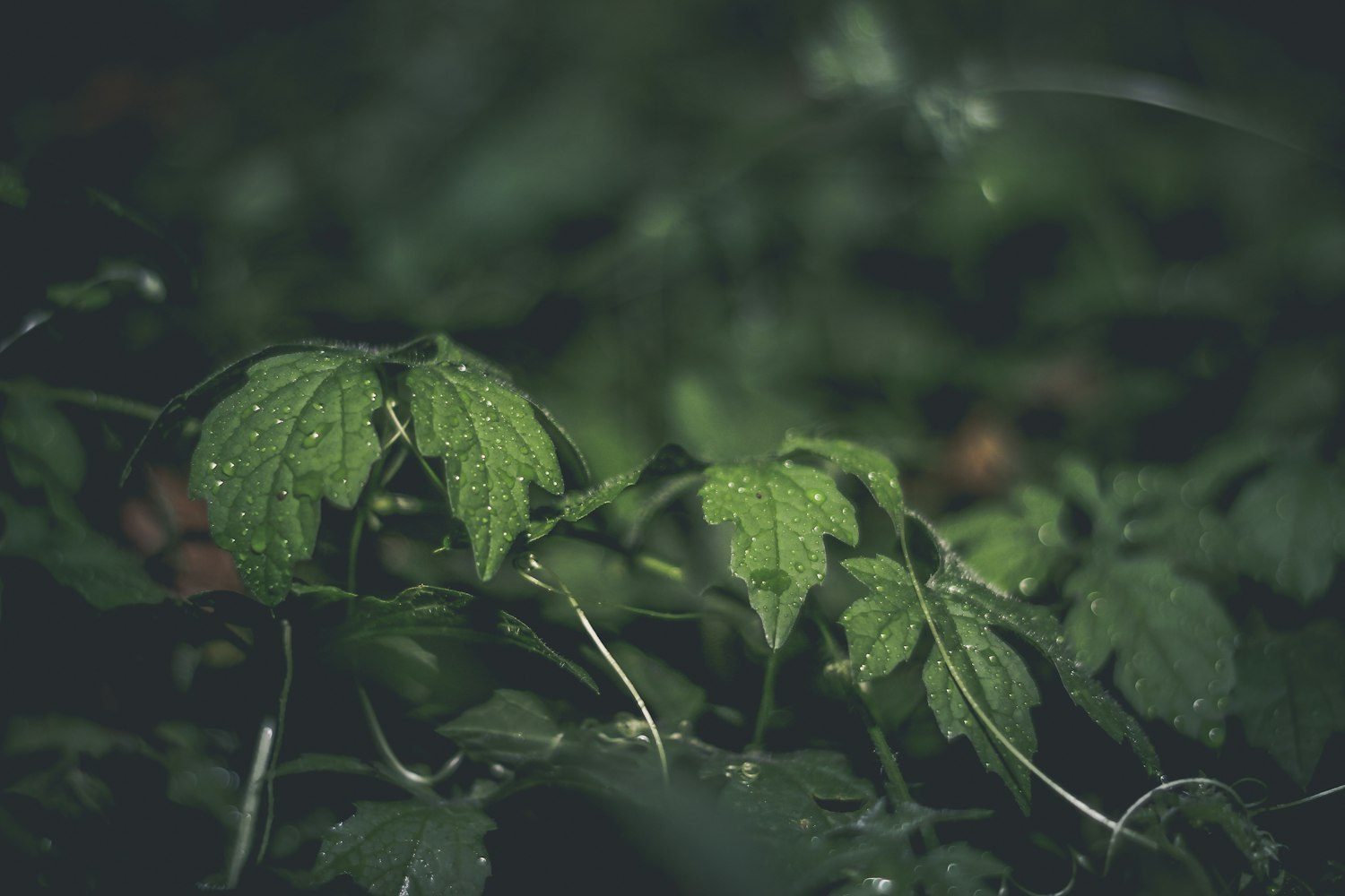 巴西與印度疫情最新動(dòng)態(tài),挑戰(zhàn)與應(yīng)對(duì)策略