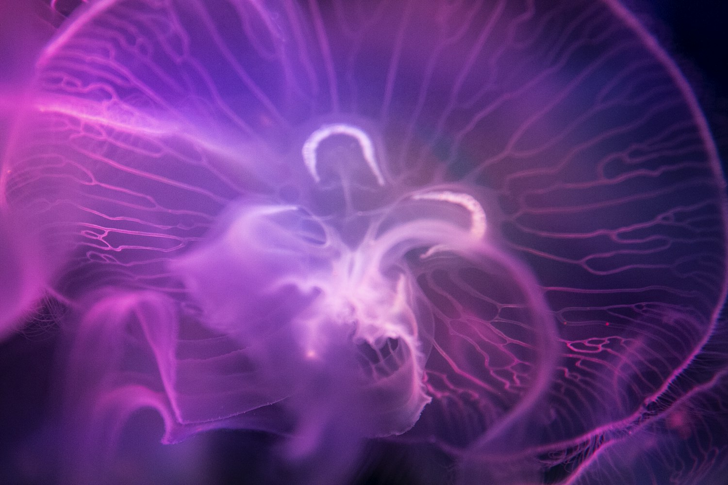 動漫世界的可愛魅力，探索精美圖片中的魅力與魅力