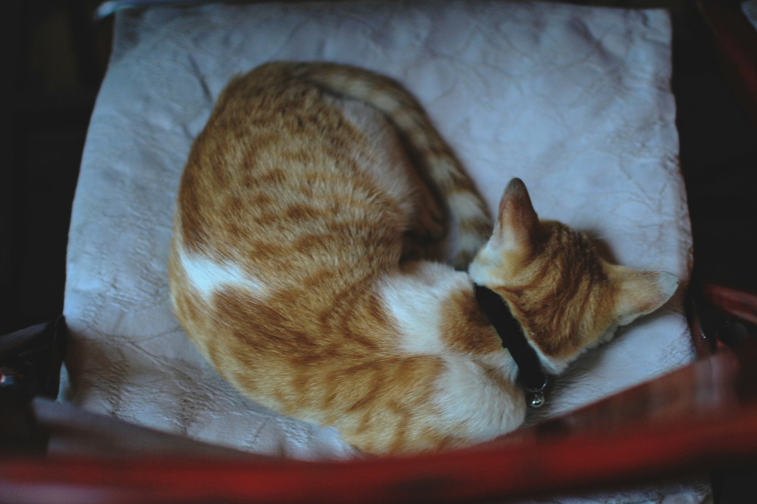 貓咪看片軟件最新版探索與體驗(yàn)指南